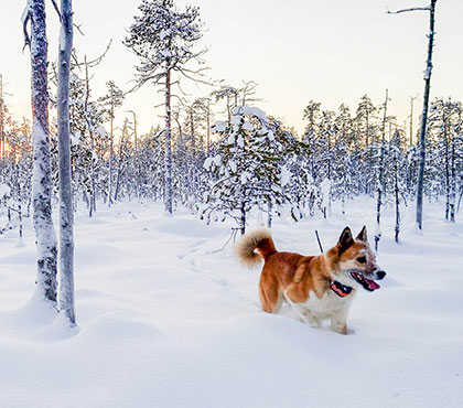 Tracker vaihtokampanja