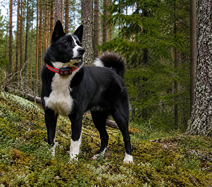 Lafayette koiratutkakampanja